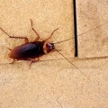 Why Cockroach Pest Control Is Crucial In Home Building Projects In Fayetteville?