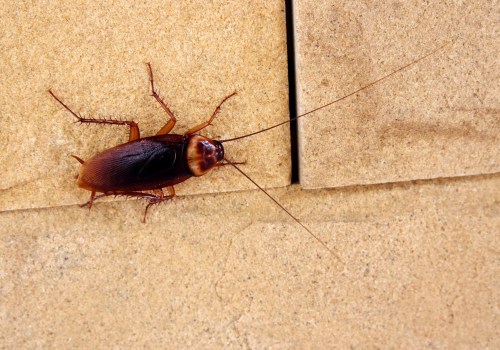Why Cockroach Pest Control Is Crucial In Home Building Projects In Fayetteville?