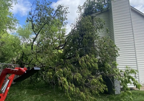How Can Tree Trimming Services Enhance Your Home Building Project In Kalamazoo, Michigan?