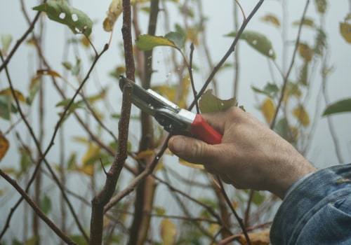 From Roots To Roofs: The Symbiotic Relationship Between Tree Trimming And Home Building In Ellisville, MS