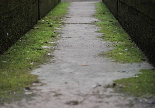 Ensure Your Las Vegas Dream Home is Mold-Free